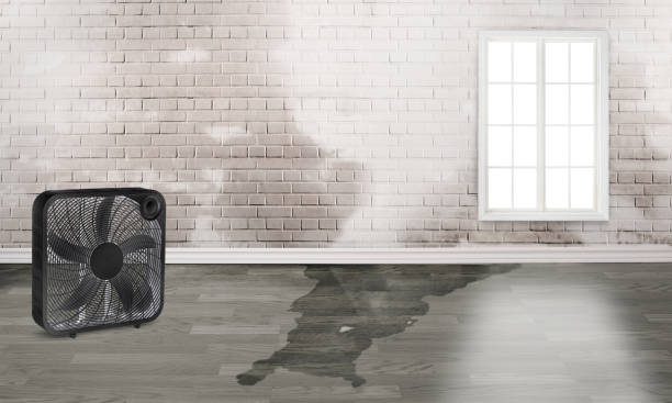 Best Water damage cleanup near me  in Columbus, NE